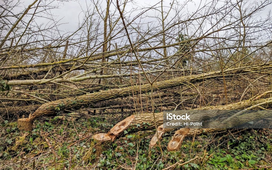 Somerset Wildlife Trust – Local Winter Nature Events 2025