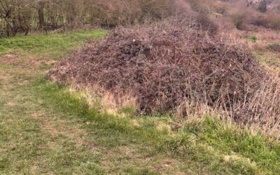 Bramble clearance at Abbey Ponds