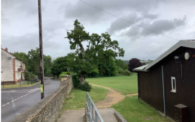 Tree Safety Works at Jubilee Park, Bruton